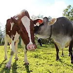 Ausserwieserhof Gospodarstwo agroturystyczne Neustift im Stubaital