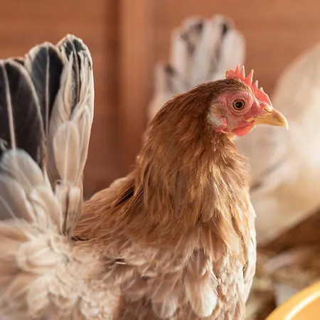 Ausserwieserhof Feriegård *