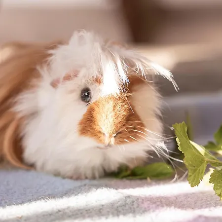 Ausserwieserhof Neustift im Stubaital