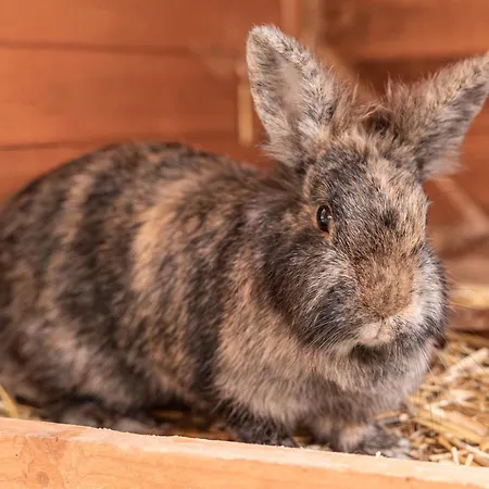 Vakantieboerderij Ausserwieserhof *