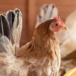 Ausserwieserhof Séjour à la ferme *