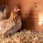 Ausserwieserhof Séjour à la ferme *