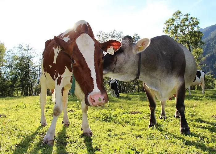 Ausserwieserhof Farma Neustift im Stubaital