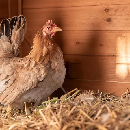 Ausserwieserhof Farm stay *